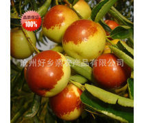 鮮冬棗
