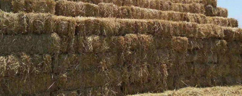 羊吃麥秸的壞處及飼料牧草的科學(xué)搭配